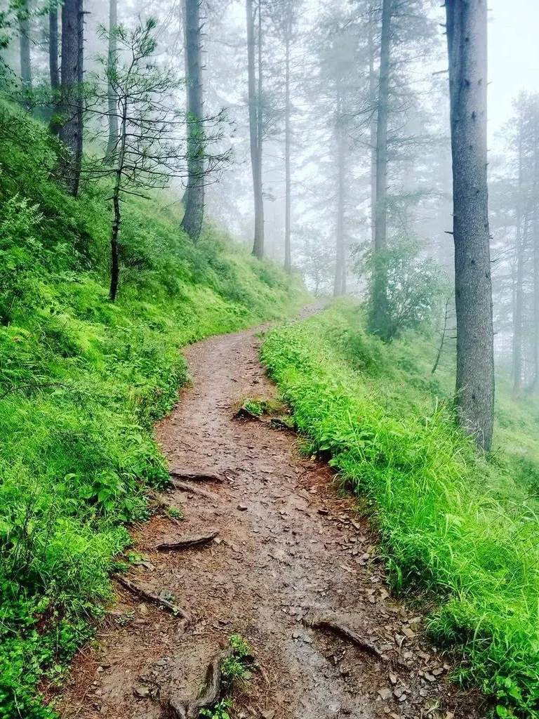  Pine and Fir Forest Trails