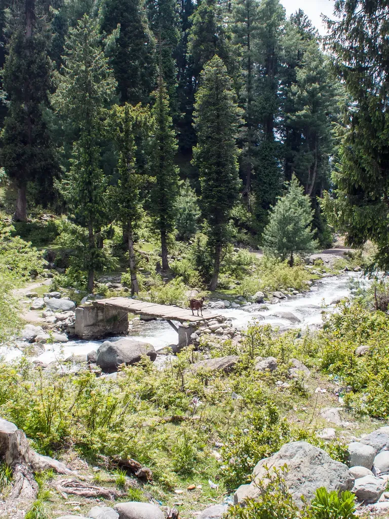 Daksum Forest