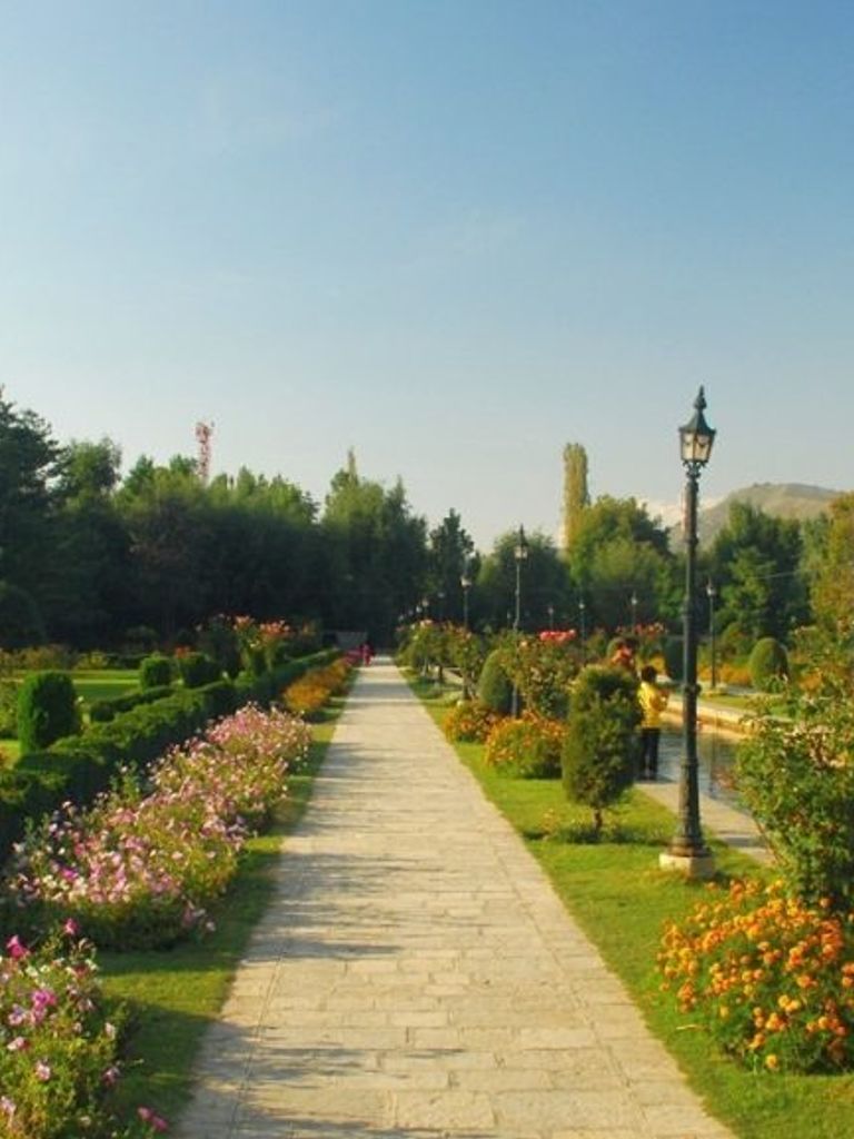 Pine Forests of Verinag