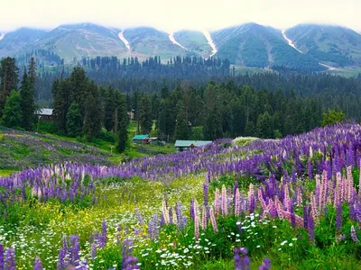 14 Tourist Destinations Reopened in Kashmir: Complete Travel Guide for Visitors
