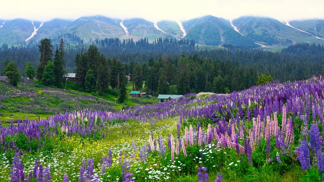 14 Tourist Destinations Reopened in Kashmir: Complete Travel Guide for Visitors