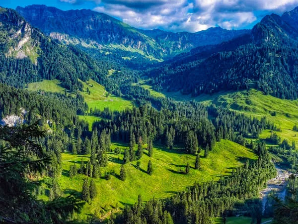 Pine & Conifer Forests