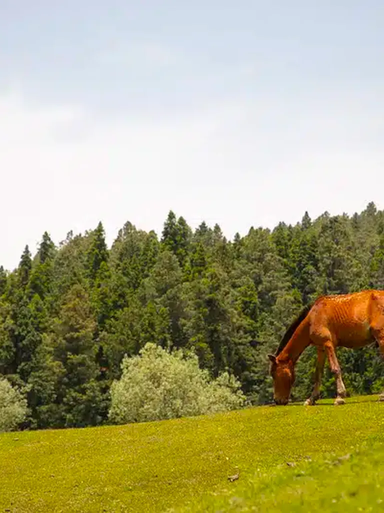  Horse Riding icon
