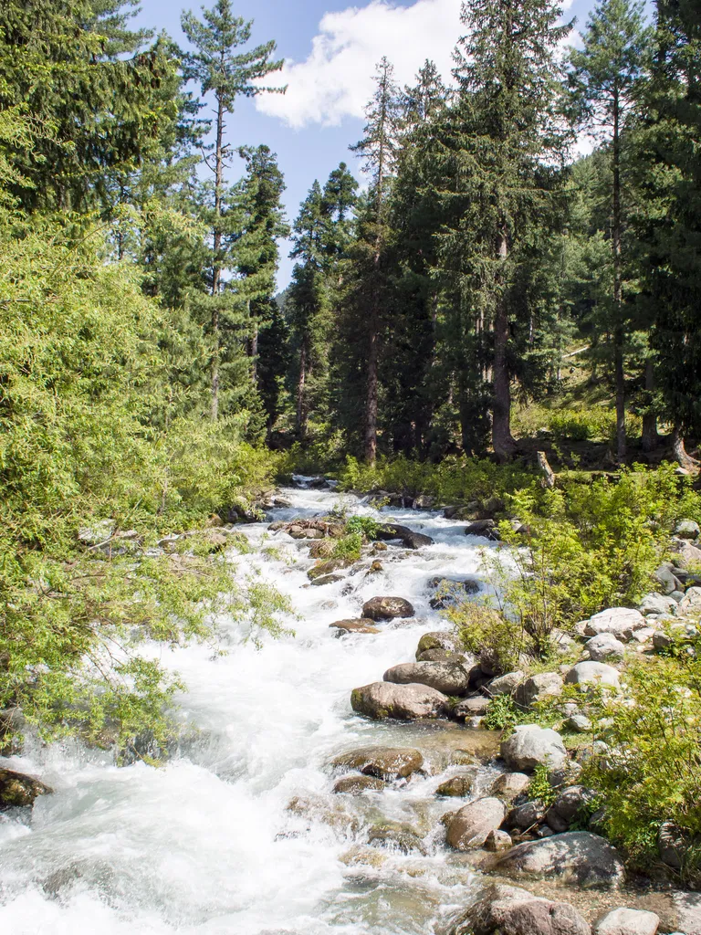  Daksum Forest