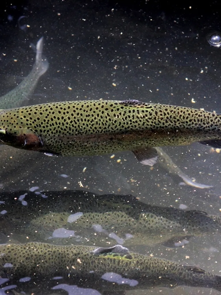 Trout Fish Farm