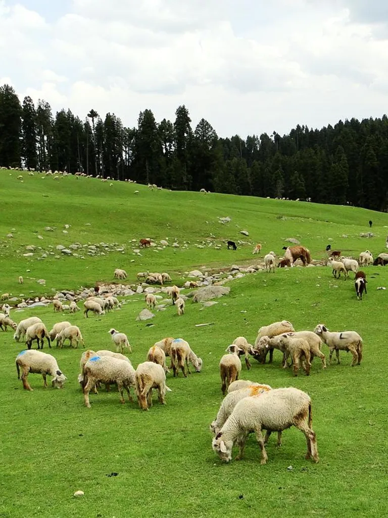 Sheep Grazing Fields