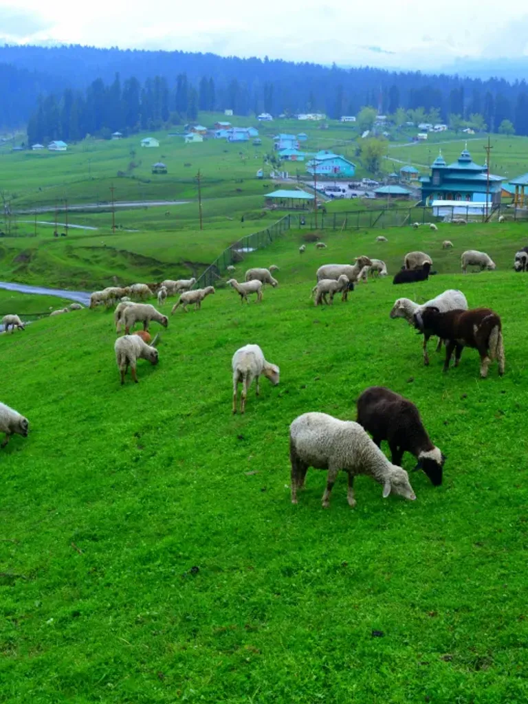 Doodhpathri Meadows
