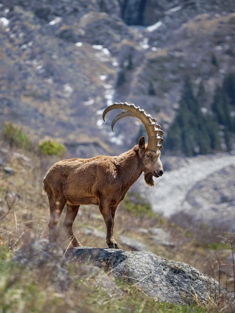  Himalayan Wildlife Sightings