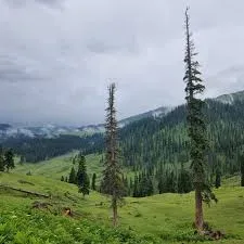 Exploring the Doodhpathri Meadows
