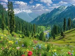 Dense Pine Forests