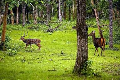 Gulmarg Biosphere Reserve/Wildlife Areas