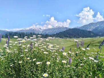 Gulmarg Biosphere Reserve/Wildlife Areas