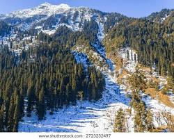 Pine Forests of Pahalgam