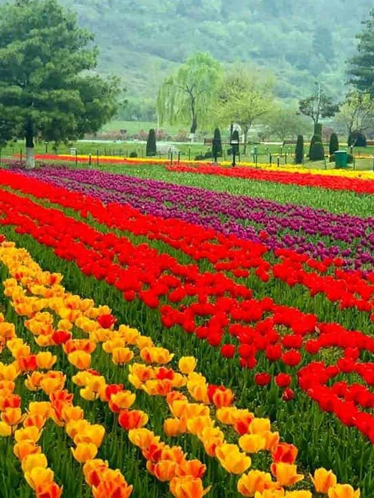 See the Tulip Garden in spring and relax at Nigeen Lake