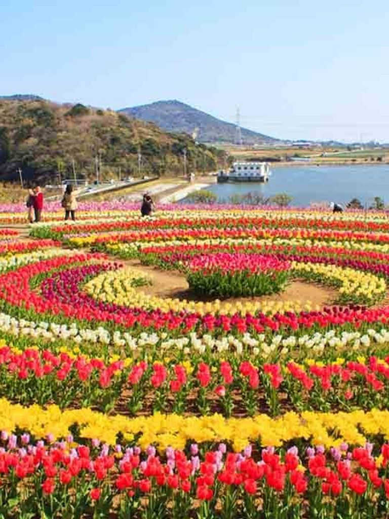 Tulip Garden (Indira Gandhi Memorial Garden)