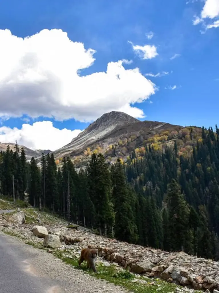 Sinthan Pass Viewpoint